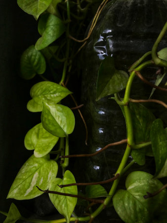 Ivy in a glass bottle on a black background, close upの写真素材