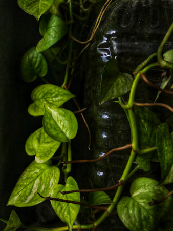 Green ivy plant in glass bottle on black background, top viewの写真素材