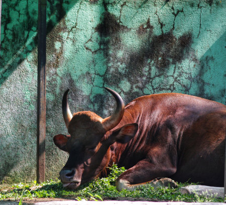Banteng or Red Bull is eating grass in the zoo.の写真素材