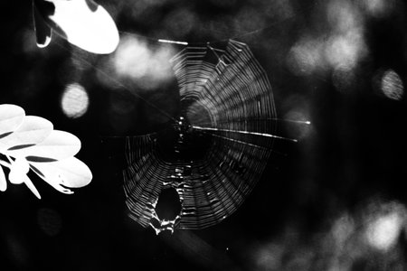 Spider web in the forest, black and white photo, selective focusの写真素材