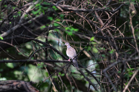 Pigeon sitting on a branch of a tree in the forestの写真素材