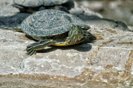 Red-eared slider (Trachemys scripta elegans)の写真素材
