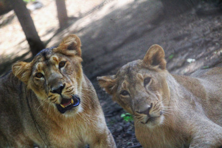 Lion and lioness in a zoo, closeup of photoの写真素材