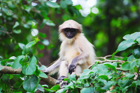 White-cheeked langur or Semnopithecus indicusの写真素材