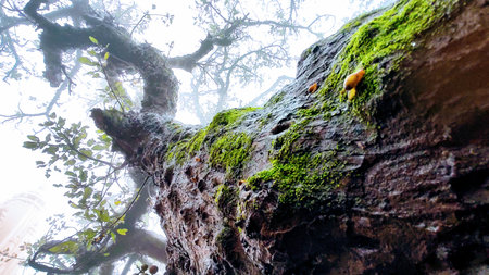 Moss on the tree in the rainforest of Doi Inthanon National Park, Thailandの写真素材