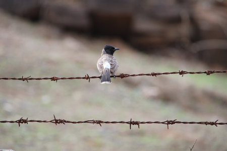 A bird perched on a barbed wire fence in the desert.の写真素材