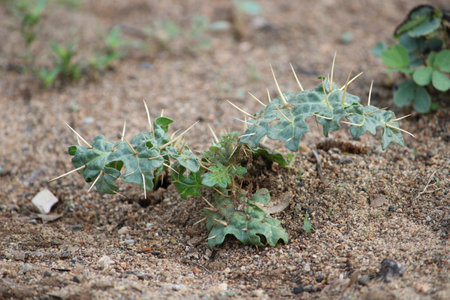Cactus in the desert with dry leaves and thorny branches.の写真素材