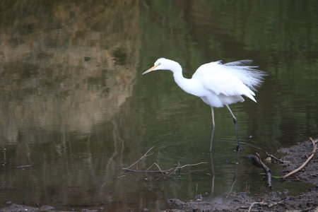 Little egret, Ardea alba, single bird in water, Brazilの写真素材