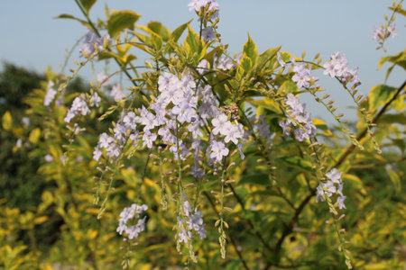Violet flowers in the garden in summer, closeup of photoの写真素材