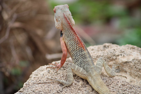 Close-up of a lizard on the rock,Thailand.の写真素材