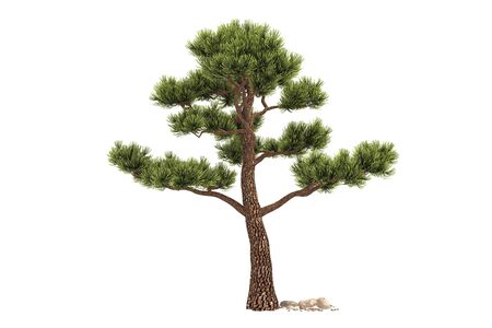 Tree with white backgroundの写真素材