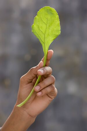 Fresh green spinach leaf in safe hands