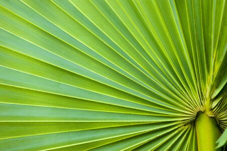 Macro image of a beautiful tropical palm leaf