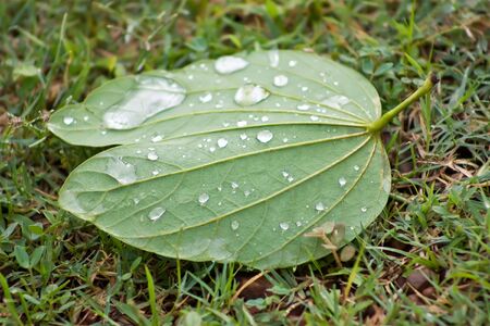 A big leaf having some drops of water on the grassland の写真素材