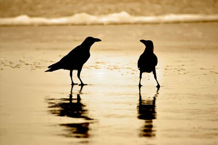 Black bird crow on the sea side の写真素材