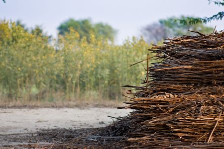 Close up of dry grass in a summer droughtの写真素材