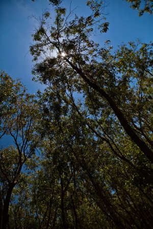 Beautiful view of trees in the forest