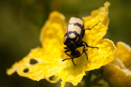 Closeup of a honeybee or fly sitting on a flowerの写真素材