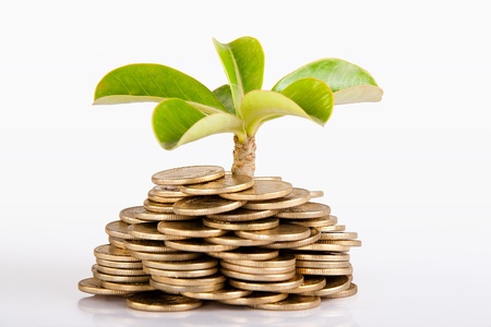 Pile of money  indian coin   isolated on white background under tree or plant