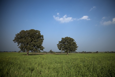 Big mango tree in green filed under blue and clouded sky 