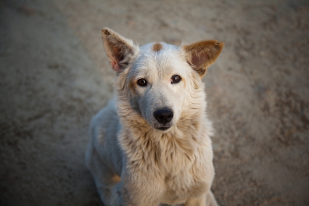 The Dogの写真素材