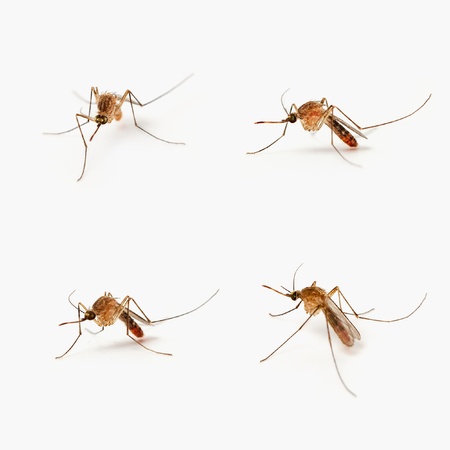 Four Isolated mosquitoes taken with a very close Macro lens の写真素材