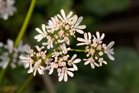 Close up of Anise flowers  on green grass background 