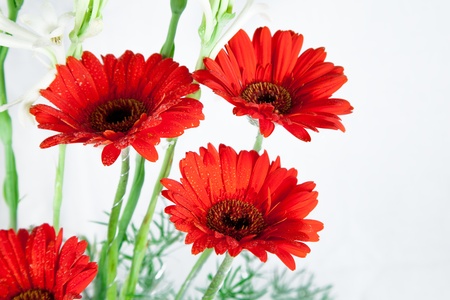 Beautiful Red red daisy flowers   over white backgroundの写真素材