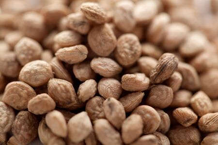 Collection of dry Sarpgandha Seeds (Rauvolfia serpentina).の写真素材