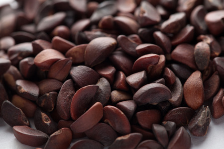 Collection of dry Amla dry seed (Phyllanthus emblica)の写真素材