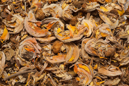 Collection of dry flowers and seed of Butea monosperma (palash )の写真素材