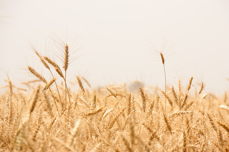Beautiful Image of Golden Wheat Fieldの写真素材