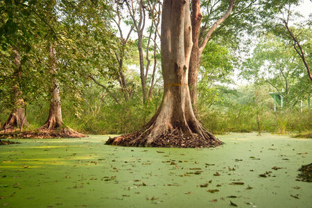 Green water algae at bird sanctuaries lake having so many trees