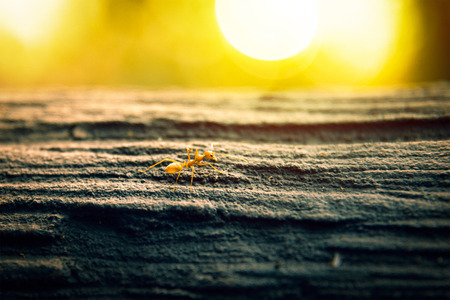 Close up of ant on rock in sunlightの写真素材