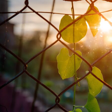 Close up of park fencing iron net