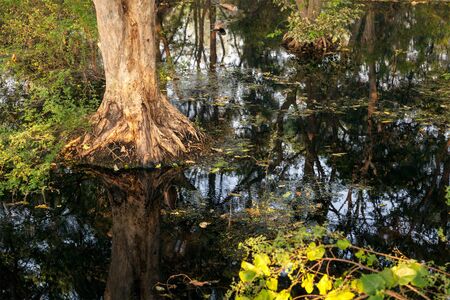 View of old big tree in the forest with dirty waterの写真素材