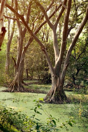 Old trees with green water algae at bird sanctuaries lakeの写真素材