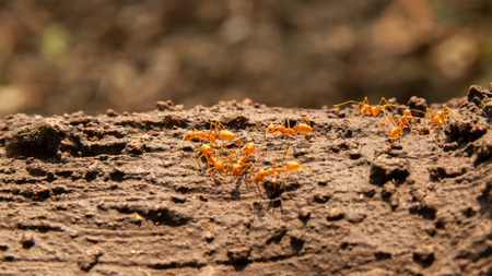 Hardworking red worker ants walking on the tree