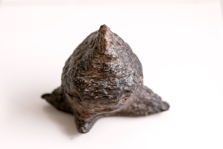 100 years Old resinous heartwood of Agarwood.の写真素材