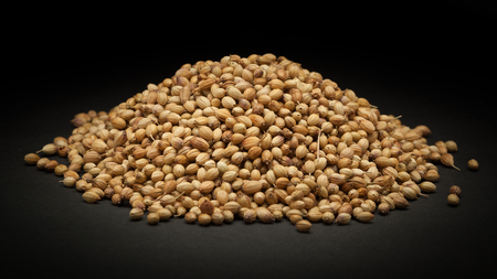 Pile of Organic Dried coriander seeds Coriandrum sativum on dark background.の写真素材