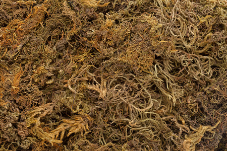 Organic Dried Moss Grass (Polytrichum commune). Macro closeup background texture.
