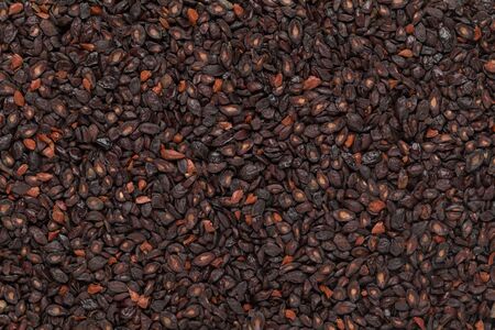 Organic Lemon Eucalyptus or Eucalyptus Citriodora (Corymbia citriodora) seeds. Macro close up background texture. Top view.の写真素材