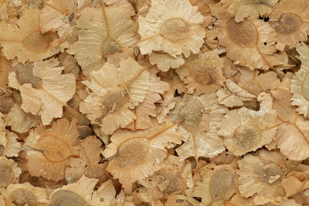 Organic dry Indian Elm (Holoptelea integrifolia) seeds. Macro close up background texture. Top view.の写真素材