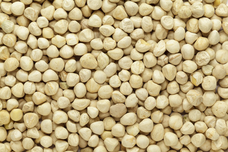 Organic kernel of Moringa (Moringa oleifera) seeds. Macro close up background texture. Top view.の写真素材