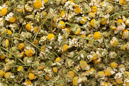 Organic German chamomile (Matricaria chamomilla) flowers. Macro close up background texture. Top view.の写真素材