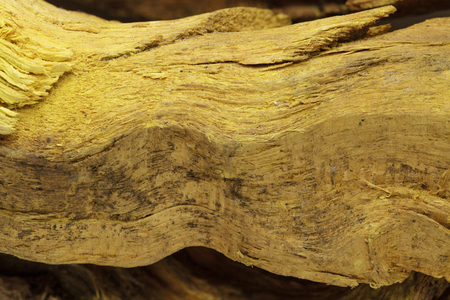 Bark of Indian Barberry or Daruhaldi or Turmeric Tree (Berberis aristata). Macro close up background texture. Top view.の写真素材
