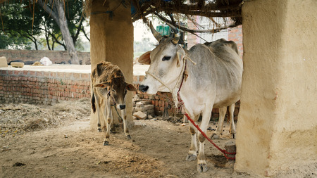 The cow and its kid calf under the roof of the home farm in an Indian village.の写真素材