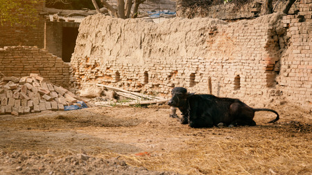 An Indian buffalo kid (calf) sitting at village home farm.の写真素材