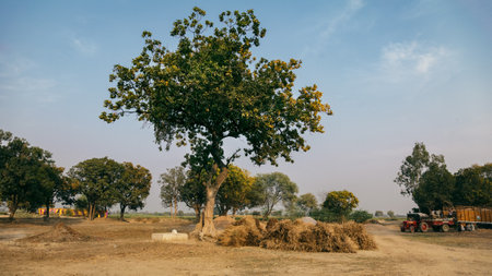 Green trees in an Indian Village. As on Date 5 March 2016, Kalpi, Uttar Pradesh (India).のeditorial素材