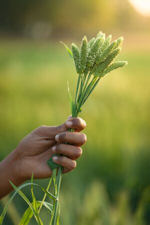 A male hand holding Phalaris minor or Gehu Ka Mama in India detailed macro or close-up view